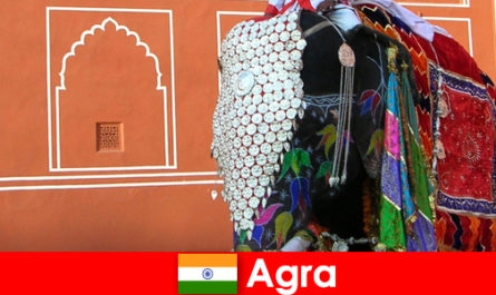 Vadon turisták Agra szeretik a különböző állatok