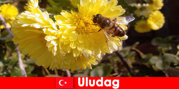 Fedezze fel a gyönyörű állat- és növényvilágot Uludag Törökországban