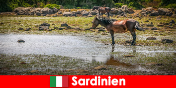Tapasztalja meg a vadon élő állatokat és a természetet közelről, mint idegenek a szardíniában Olaszországban