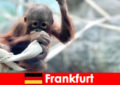 Frankfurt Családi kirándulás Németország második legrégebbi állatkertjében