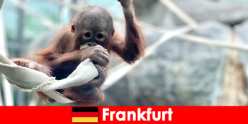 Frankfurt Családi kirándulás Németország második legrégebbi állatkertjében